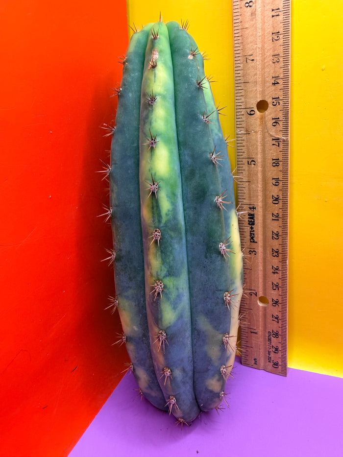 Varigated San Pedro !