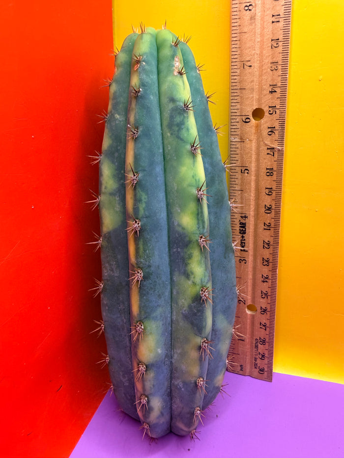 Varigated San Pedro !