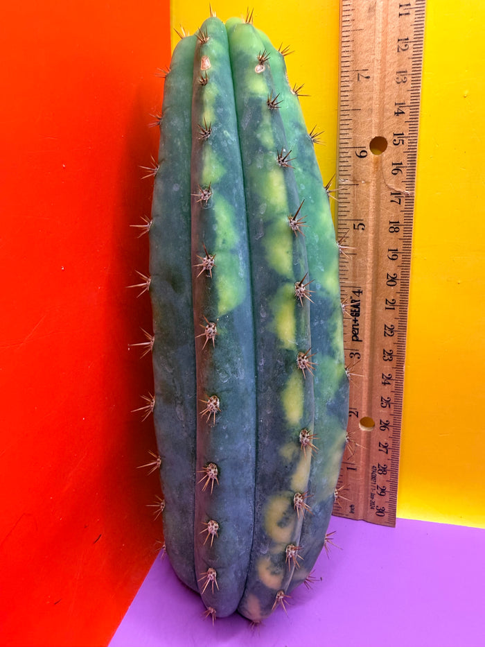 Varigated San Pedro !