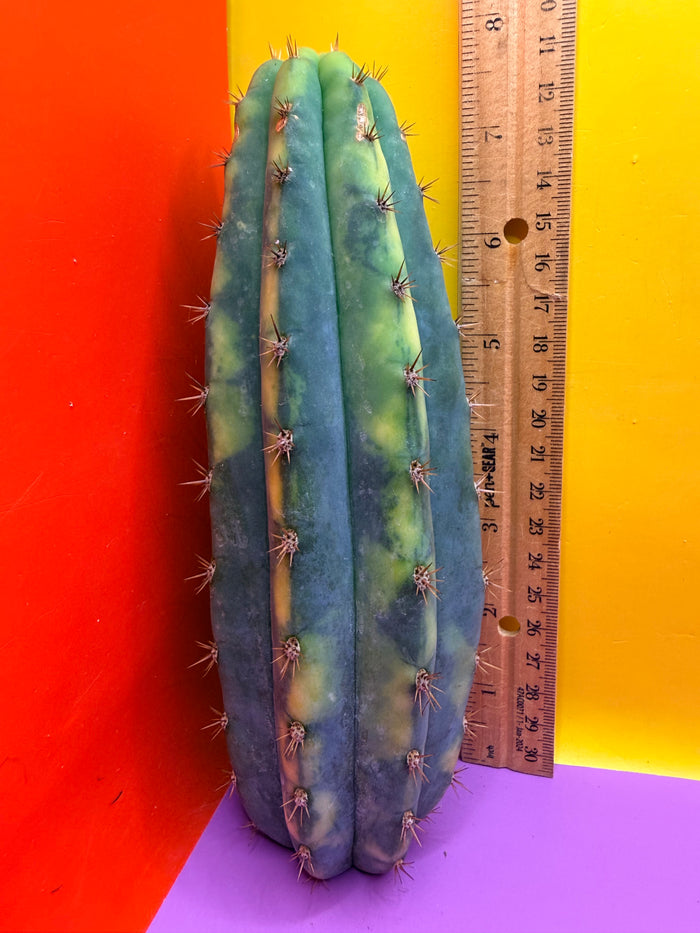 Varigated San Pedro !