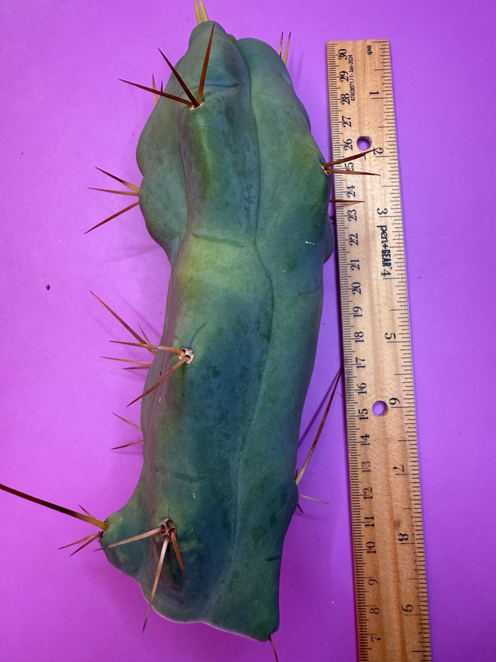 WALTS DRAGON ! 🐉 cactus