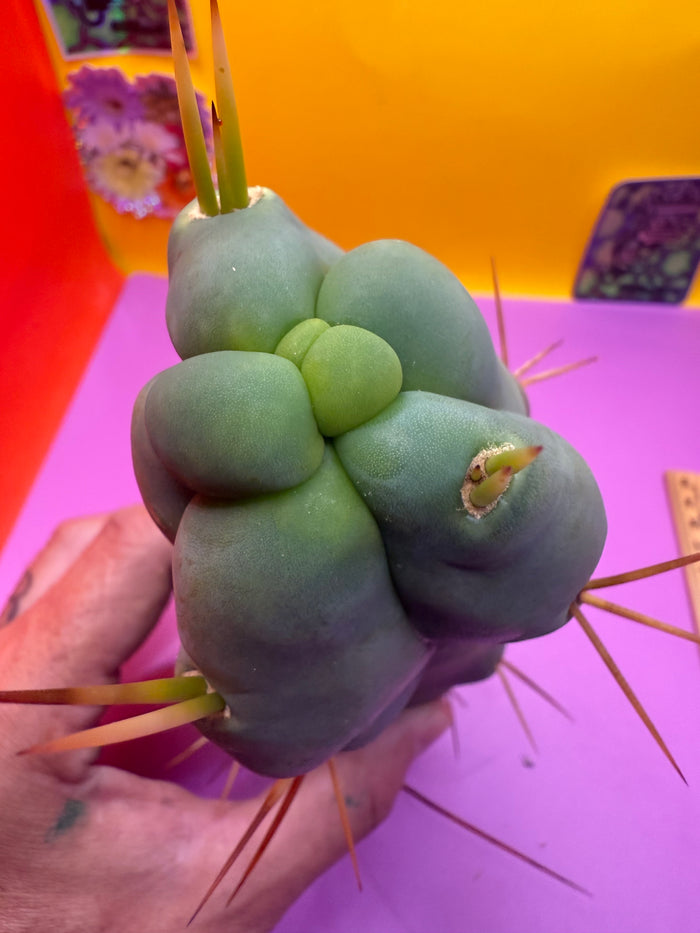 WALTS DRAGON ! 🐉 cactus