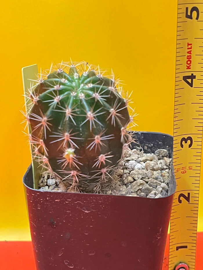 Yellow flowering echinopsis potted cactus !