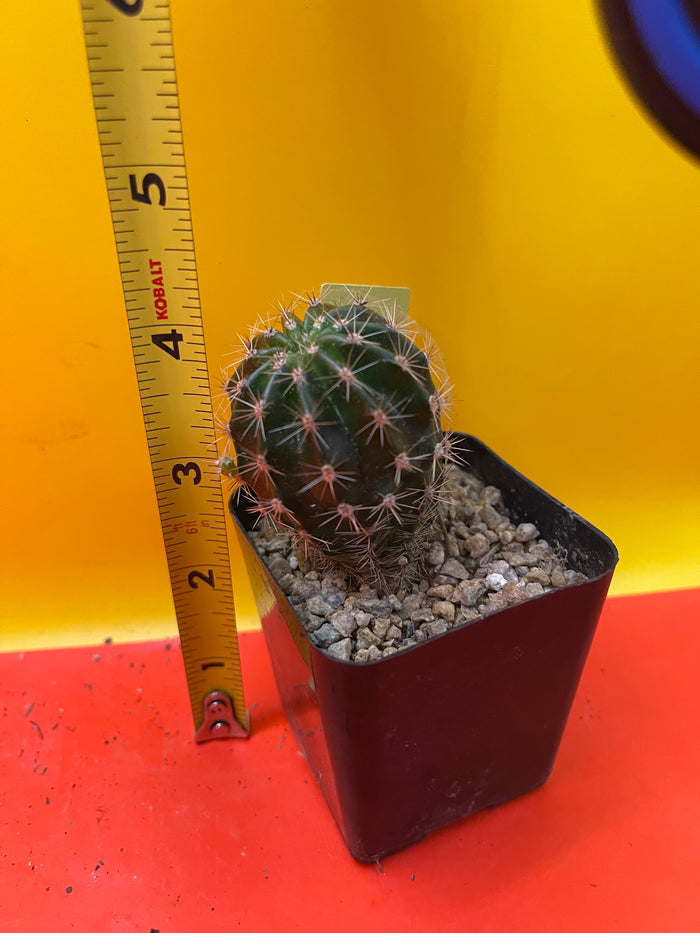 Yellow flowering echinopsis potted cactus !