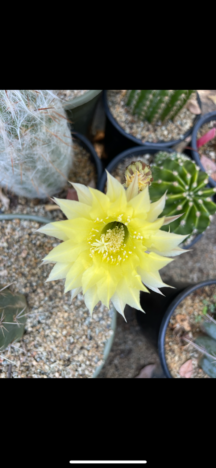 Yellow flowering echinopsis potted cactus !