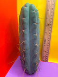 Yowie x Wowie cactus cutting