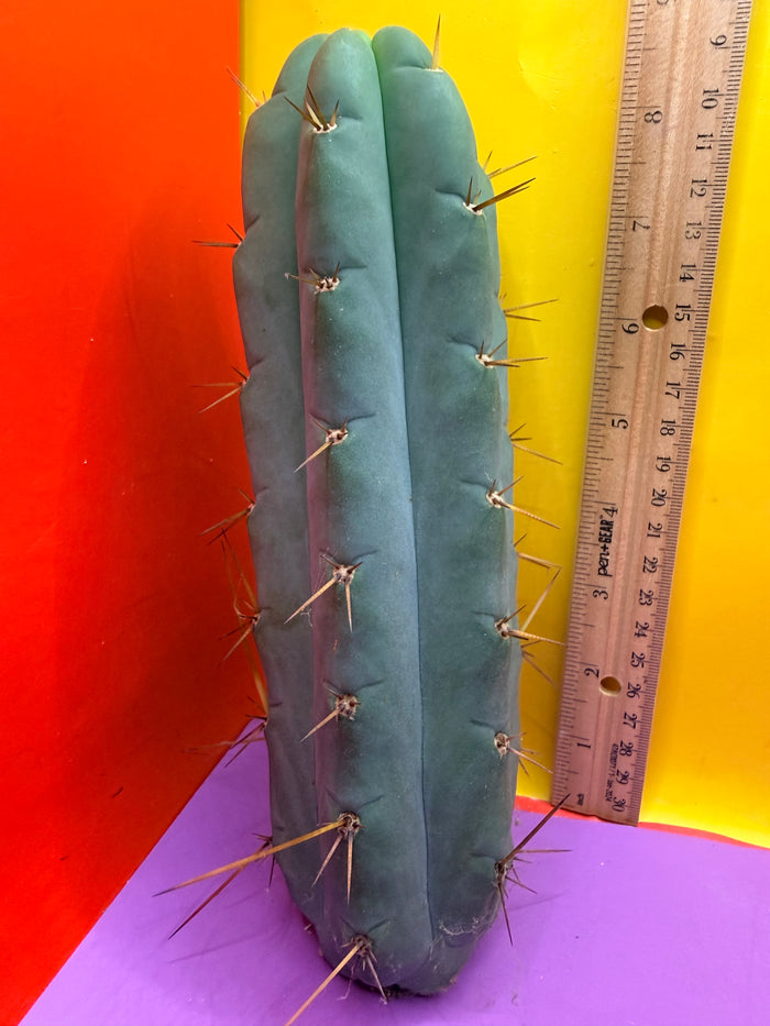 Yowie x Wowie cactus cutting