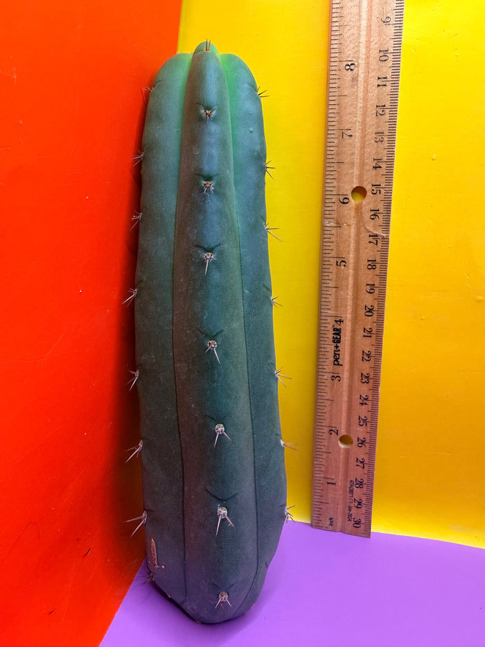 YOWIE X WOWIE !! Trichocereus Hybrid cactus cutting for sale