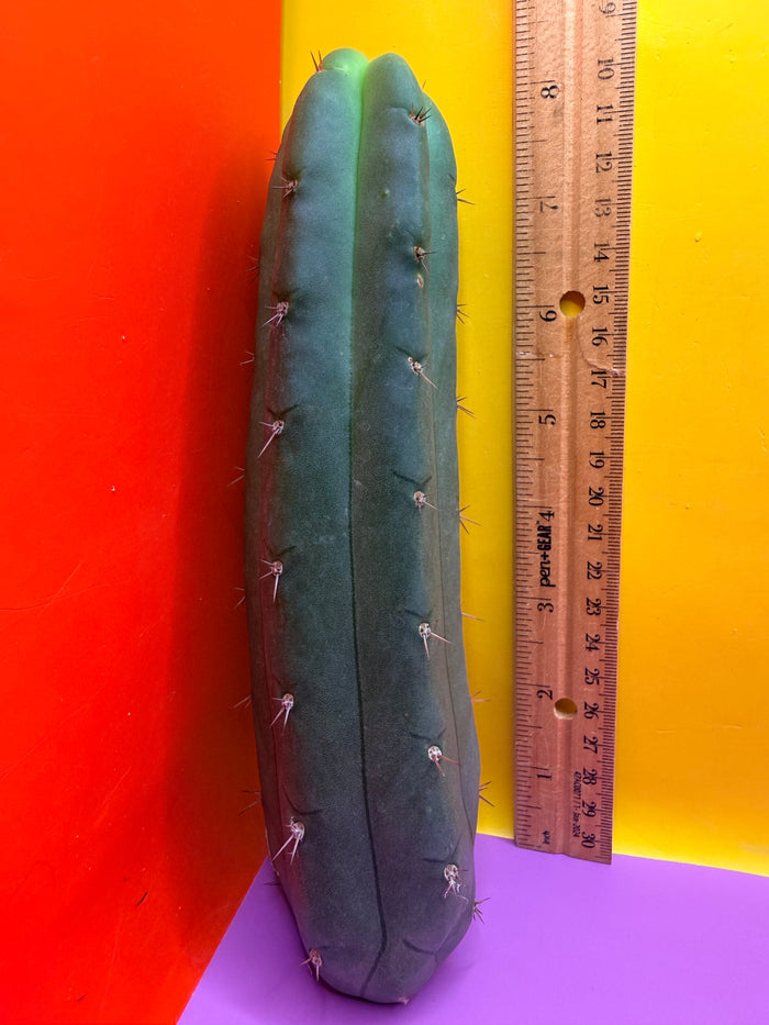 YOWIE X WOWIE !! Trichocereus Hybrid cactus cutting for sale