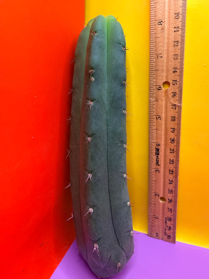 YOWIE X WOWIE !! Trichocereus Hybrid cactus cutting for sale