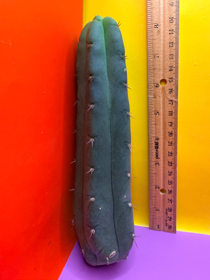 YOWIE X WOWIE !! Trichocereus Hybrid cactus cutting for sale