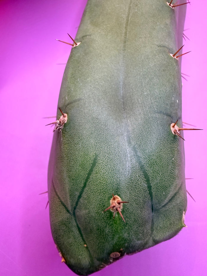YOWIE X WOWIE !! Trichocereus Hybrid cactus cutting for sale