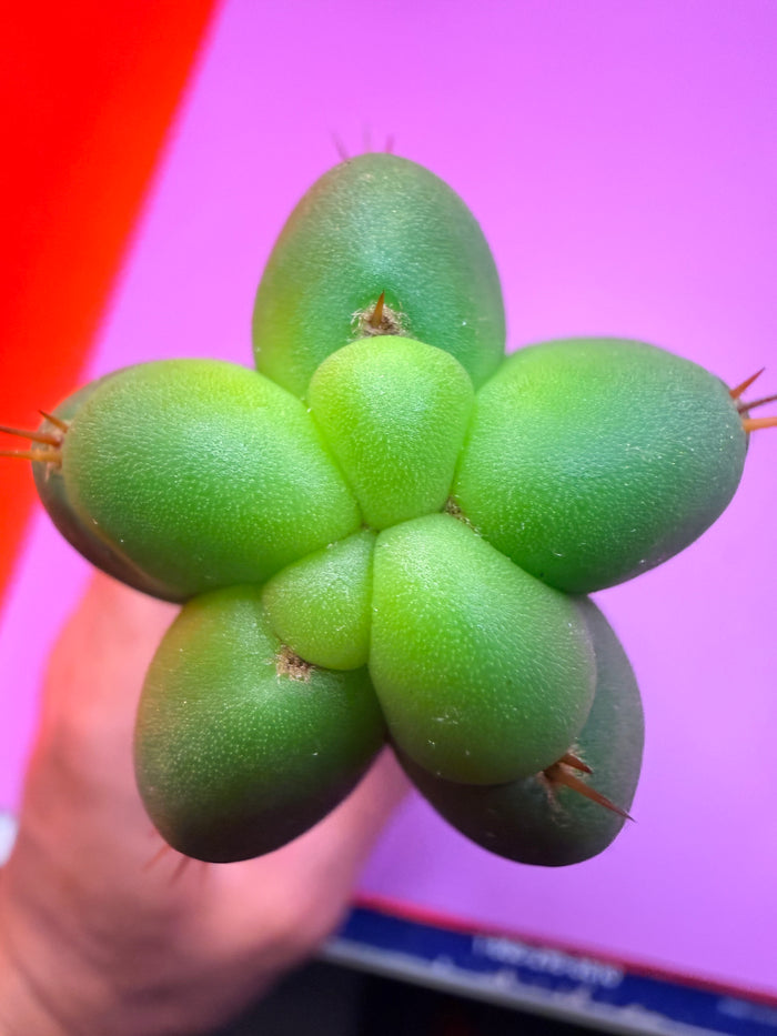 YOWIE X WOWIE !! Trichocereus Hybrid cactus cutting for sale